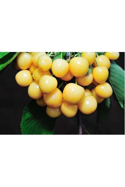 Черешня Мрія Імператора